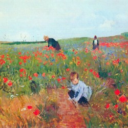 Poppy in the field